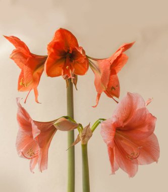 Gri arkaplanda Amaryllis Hippeastrum Galaksi Grubu 