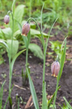 Nisan 'da bahçede bir tilki üzümünün çiçek açması (Fritillaria uva-vulpis veya Fritillaria assyriaca)..