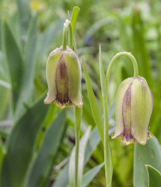 Fritillaria acmopetala, the pointed-petal fritillary  bloom in spring in the garden on a rainy day clipart