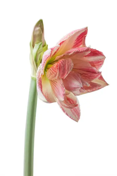 Virágzó Kettős Hippeastrum Amaryllis Fajták Amazing Belle Fehér Alapon Elszigetelt — Stock Fotó