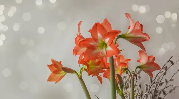Virágzó Narancs Hippeastrum Amaryllis Colibry Mini Csillag Virágzó Fűzfa Szürke — Stock Fotó