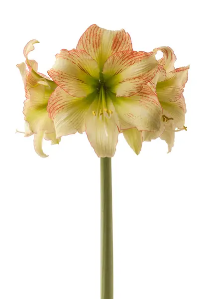 Blooming Hippeastrum Amaryllis Yellow Red Galaxy Group Forest Sunset White — стокове фото