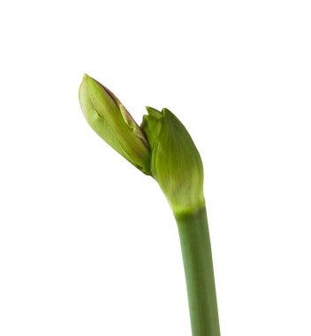 Çiçekli çift Hippeastrum (amaryllis) çeşitleri beyaz arka planda 