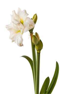 Beyaz arka planda beyaz bir çift hipotezden (amaryllis) oluşan çiçek açan Marquis