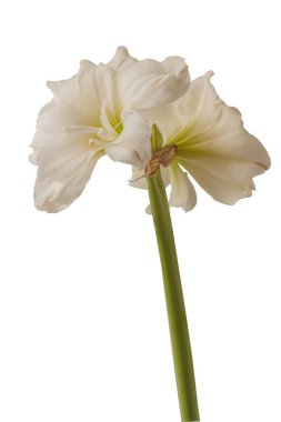 Beyaz arka planda beyaz bir çift hipotezden (amaryllis) oluşan çiçek açan Marquis