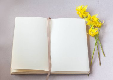 Erythronium 'Pagoda', ya da yavru zambak, alabalık, köpek dişi menekşesi ya da engerek dili, açık çizim defterinde gri bir masada boş bir sayfa..