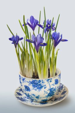 Iridodictyum or iris reticulata or netted iris flowering in vintage pot on gray background clipart