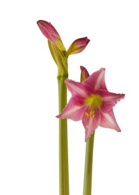 Çiçek çizgili Hippeastrum (amarillis) beyaz arka planda beyaz ve koyu pembe trompet grubu 