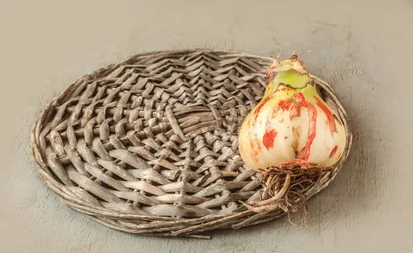 Gri bir masada Stagonosporosis izleri olan bir ampul (amaryllis).