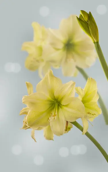 Three Peduncles Flowers Buds Hippeastrum Amaryllis Yellow Galaxy Group Fantasy — Stock Photo, Image