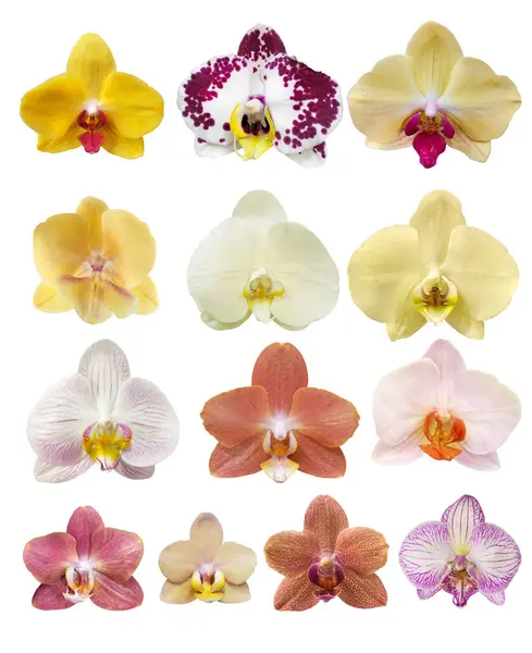 Lot Détaillé Fleurs Orchidées Phalaenopsis Différentes Isolées Sur Fond Blanc — Photo