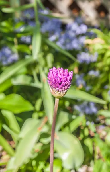 Bir Çiçek Tarhının Arka Planına Alium Infloresanı Açmak — Stok fotoğraf
