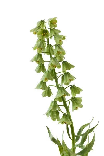 Blooming Fritillaria Persica Ivory Bells Creamy Green Flowers White Background — Stock Photo, Image