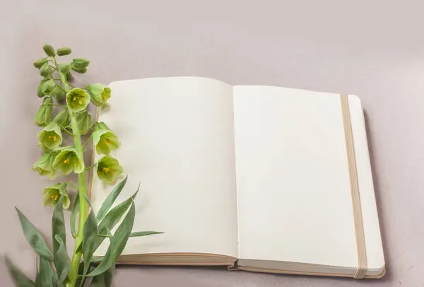 Open Notebook Sketchbook Blooming Fritillaria Persica Ivory Bells Gray Table — Stock Photo, Image