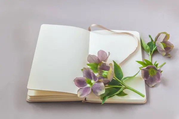 Oriental Hellebore Flowers Open Sketchbook Blank Page Gray Table — Stock Photo, Image