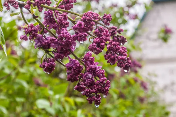 Blooming Double Lilac Rain Drops Blurred Garden Background Selective Sharpness — Stock Photo, Image