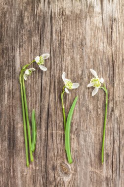 Double snowdrops on a wooden background. Comparison of Galanthus (snowdrop)  Flore Pleno (right) and Hippolyta (left). Flat lay. Background for calendar, banner or postcard. Place for text clipart