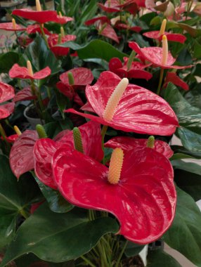 Beautiful bloom red    flower, anthurium or tailflower, flamingo flower,  pigtail plant  and laceleaf on blur background clipart