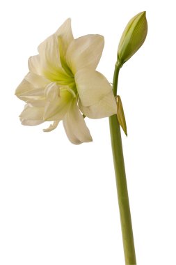 Amaryllis 'li Bud (Hippeastrum) Çift Galaksi Grubu 