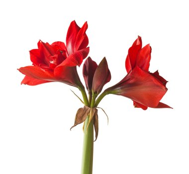 Beyaz arka planda koyu kırmızı Hippeastrum (amarillis) 