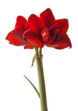 Beyaz arka planda koyu kırmızı Hippeastrum (amarillis) 