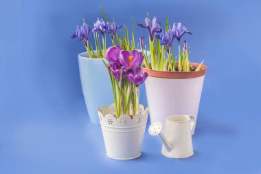 Koyu mavi arka planda plastik kapta çiçek açan Crocuses ve Iridodictyum. Takvim, pankart, kartpostal için arka plan. Metin için yer
