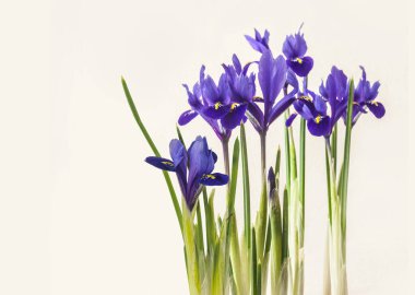 Bloom Iridodictyum ya da iris reticulata ya da açık arkaplanda ağ süsen çiçeği. Takvim, afiş, kartpostal, sosyal ağlar için arka plan. Metin için yer