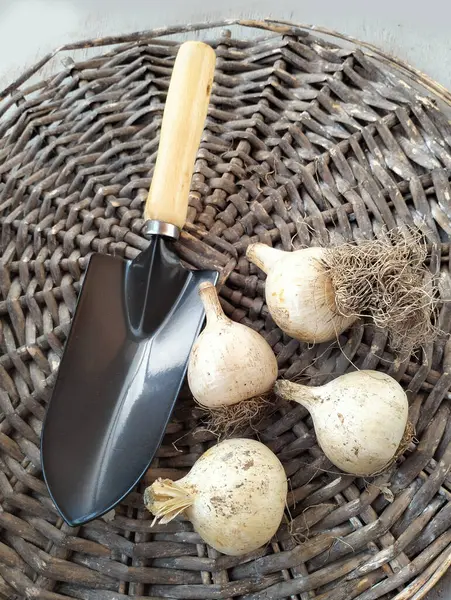 stock image Set bulbs  of decorative allium on a wicker circle and small garden shovel on table top view.