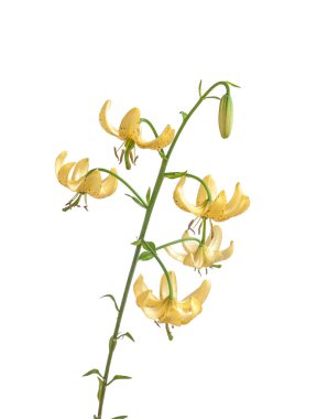 Pastel sarı Lilium Martagon ya da Martagon zambağı ya da Türk zambağı, Lilium Martagon beyaz bir arka planda izole edilmiş.