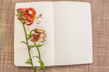 İki Orange Lilium Martagon ya da Martagon zambağı ya da Türk zambağı, Lilium Martagon, açık çizim defterinde gri bir masada boş bir sayfa. Düz yatıyordu