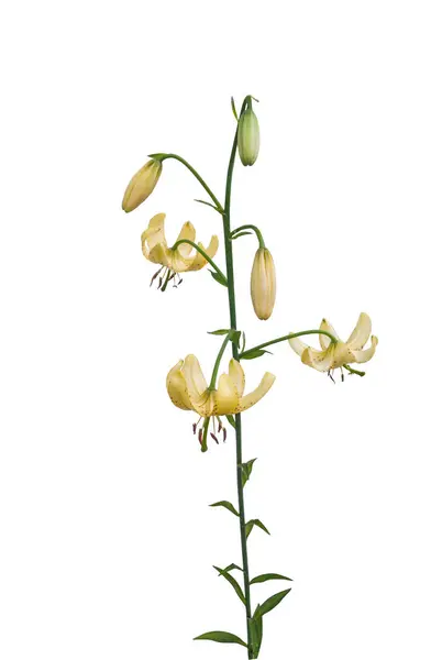 stock image Pastel yellow Lilium martagon or  martagon lily or turk's cap lily, lilium martagon  on a white background isolated