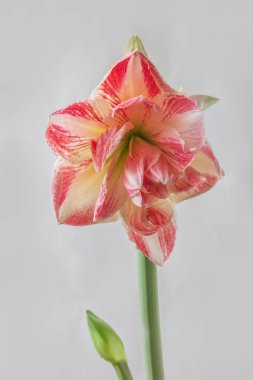 Gri arkaplandaki Blooming Double Hippeastrum (amaryllis) çeşitleri 