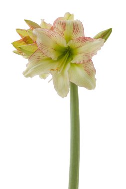 Beyaz zemin üzerinde çiçek açan hippeastrum (amaryllis) Sarı-kırmızı Galaksi Grubu 