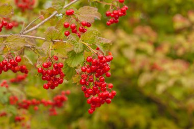 Arka planda bulanık bir ağaçtaki kırmızı viburum meyveleri. Takvim, pankart, kartpostal için arka plan. Metin için yer.