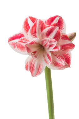 Çiçekli çift Hippeastrum (amaryllis) çeşitleri beyaz arka planda 