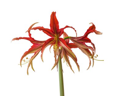 Blooming Hippeastrum (amaryllis) Tango, Cybister, Spider Group beyaz arka planda izole edildi