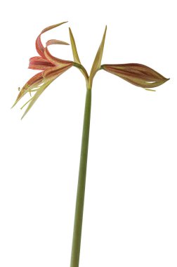 Blooming Hippeastrum (amaryllis) La Paz, Cybister, Spider Group  on white background isolated