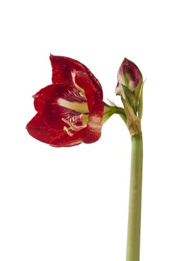 Çiçek açan Hippeastrum (amaryllis) Galaksi Grubu Barbados beyaz arkaplan izole. 