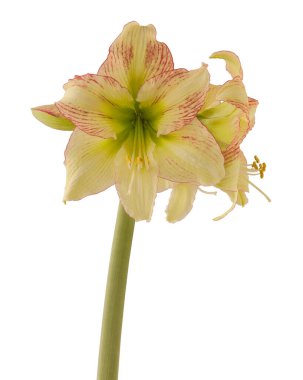 Blooming hippeastrum (amaryllis) Yellow-red  Galaxy Group 