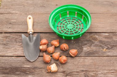 Lale soğanları, bahçe küreği ve ahşap masada soğan sepeti. Sonbaharda bahçede lale ekiyorum. Tex için yer