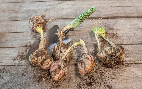 Stock image Several martagon lily bulbs with sprouts and a garden spade on a wooden table before planting in spring, top view