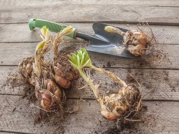 Stock image Several martagon lily bulbs with sprouts and a garden spade on a wooden table before planting in spring, top view