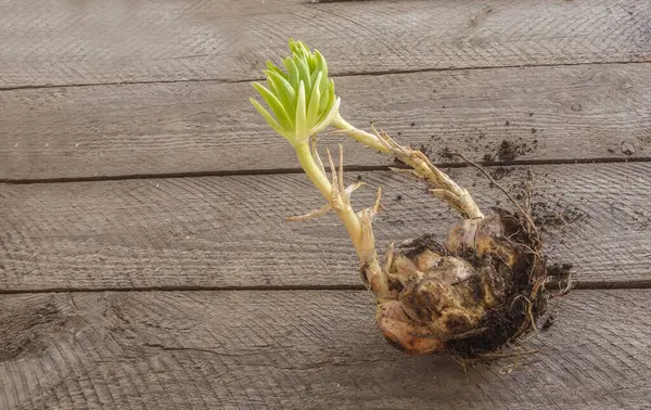 stock image Two Martagon lily bulbs  with the sprout  before planting in spring