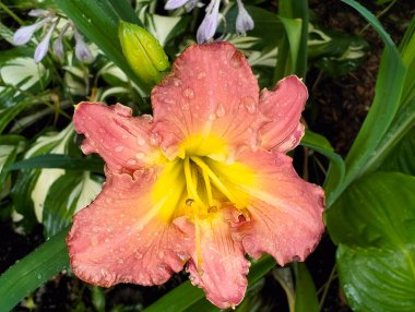 Çiçek açan narin gün çiçekleri (hemerocallis) sunucularla dolu bir çiçek tarlasının arka planına su damlaları ile pembemsi sarı renkte fırfırlar..