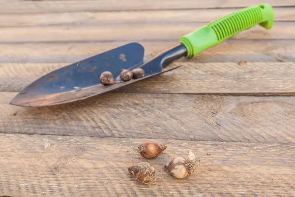 stock image Snowdrop bulbs or Galanthus bulbs and garden shovel on a table before planting. Autumn planting of spring-flowering flower bulbs. Shallow depth of field, focus on the bulbs in the foreground