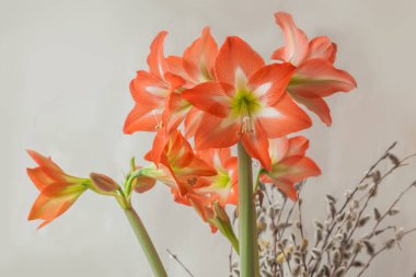 Çiçek açan turuncu hiperastrum (amaryllis) Colibry 