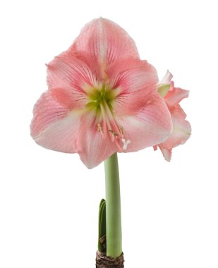 Beyaz arka planda bulunan Bloom Creamy ve Pembe Hipopestrum (Amaryllis) Galaksi Grubu 