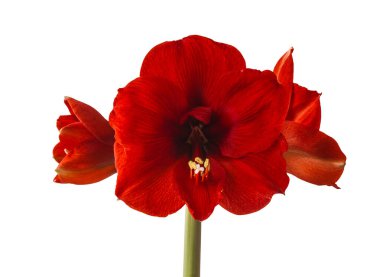Beyaz zemin üzerinde çiçek açan koyu kırmızı hippistrum (amaryllis) 