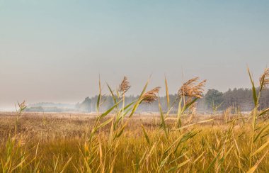 Misty autumn sunrise landscape over river valley in forest zone of Ukraine. Beautiful autumn sunrise landscape of Ukrainian Polesie clipart