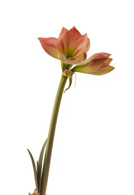 Beyaz arka planda Bud kremalı ve kırmızı hipopotam (amaryllis) Galaksi Grubu 